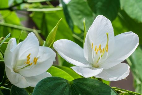 Bauhinia Species