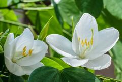 Bauhinia Species