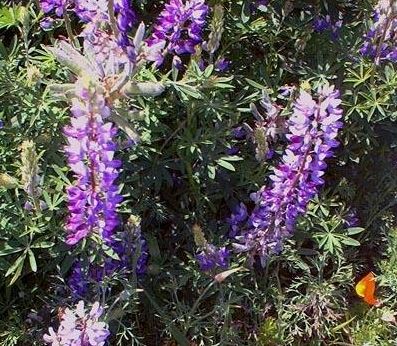 Lupinus Species, Lupine