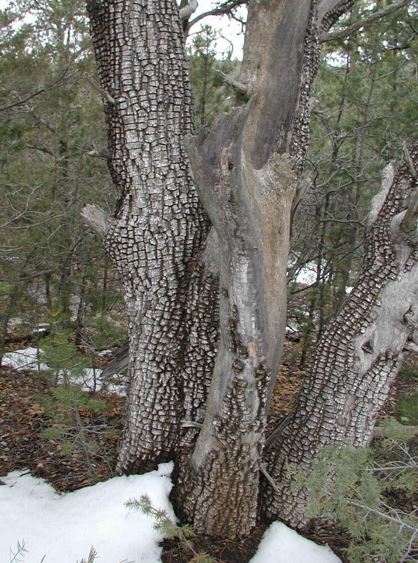 Alligator Juniper