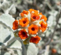 Buddleja Species, Woolly Butterfly Bush