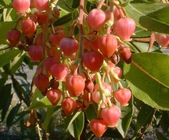 Arbutus, Strawberry Tree Marina