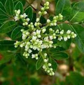 Rhus Species, Evergreen Sumac, Lentisco, Tobacco Sumac
