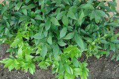 Ruscus Species, Butcher's Broom