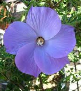 Alyogyne Cultivar, Blue Hibiscus Swan River
