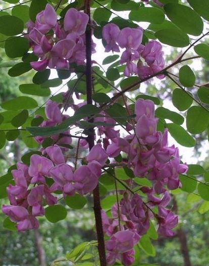 Robinia Species, Bristly Locust, Rose Acacia, Rose Locust