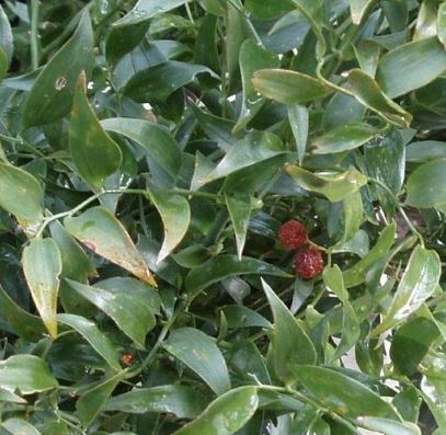 Danae Species, Alexandrian Laurel, Poets Laurel
