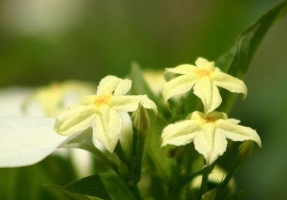 Mussaenda Species, Dwarf Mussaenda, White Mussaenda