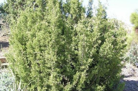 Juniperus Species, California Juniper