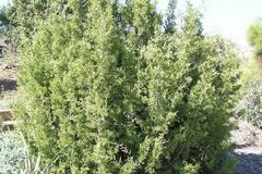 Juniperus Species, California Juniper