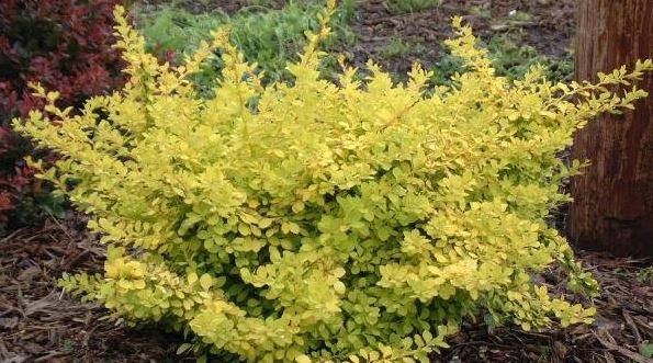Berberis, Golden Japanese Barberry Aurea