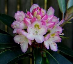 Rhododendron Species, Wild, Rosebay Rhododendron, Great White Laurel