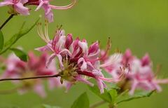Rhododendron Species, Pinxterbloom Azalea, Pinxterflower, Pink Azalea,