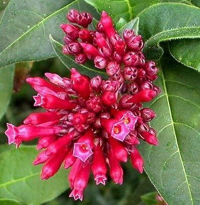 Cestrum, Early Flowering Jessamine, Red Cestrum Newellii