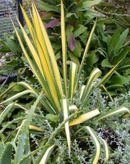 Yucca, Flaccid Yucca, Thread Yucca Garland Gold