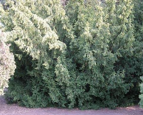 Japanese Yew