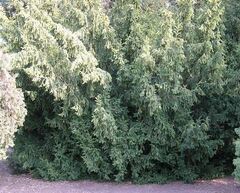 Japanese Yew