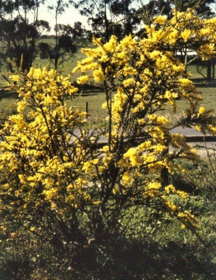 Acacia Species, Alpine Wattle, Ovens Wattle, Winged Acacia