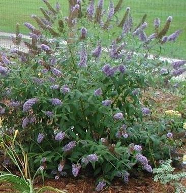 Buddleja, Butterfly Bush, Summer Lilac Ellens Blue