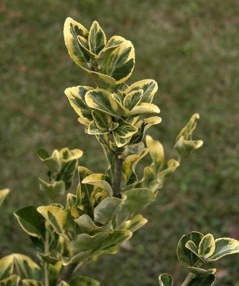Euonymus, Boxleaf Euonymus, Japanese Spindletree Aureo-marginatus