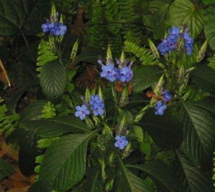 Eranthemum Species, Blue Sage