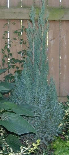 Chinese Juniper Blue Point