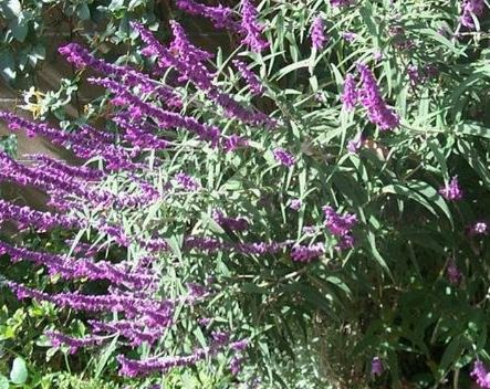 Salvia, Mexican Bush Sage Midnight
