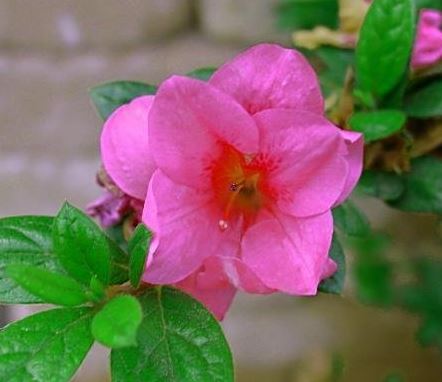 Rhododendron, Encore Azalea Autumn Empress