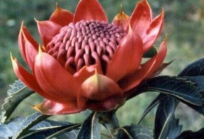 Telopea Species, New South Wales Waratah, Waratah