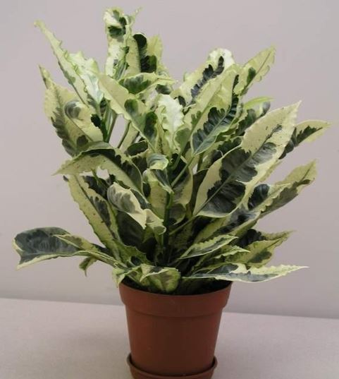 Croton Andrew