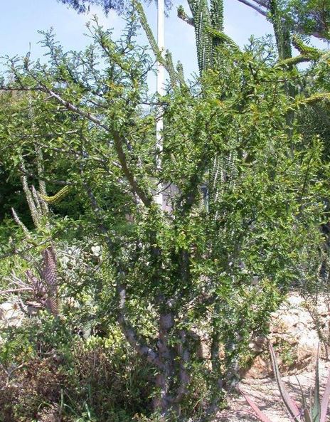 Operculicarya Species, Elephant Tree, Jabily