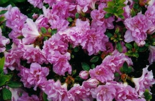 Rhododendron, Azalea Elsie Lee
