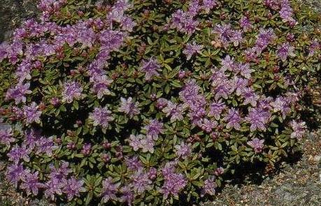 Rhododendron Ramapo