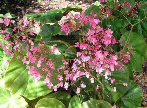 Begonia, Hybrid Rhizomatous Begonia Freddie