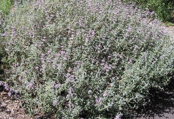 Salvia Species, San Luis Purple Sage, Gray Sage
