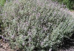 Salvia Species, San Luis Purple Sage, Gray Sage
