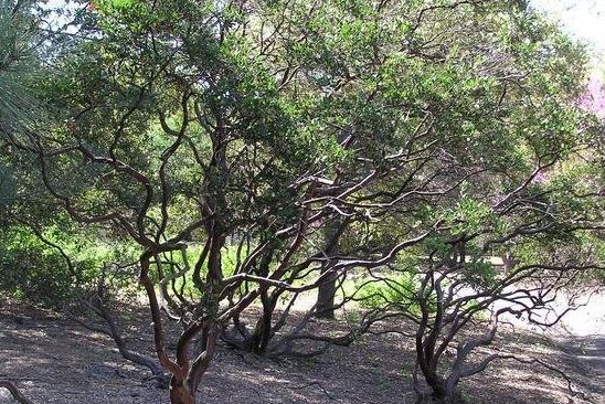 Arctostaphylos, Hill Manzanita Howard McMinn