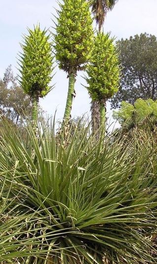 Puya Bromeliad Species, Chilean Puya