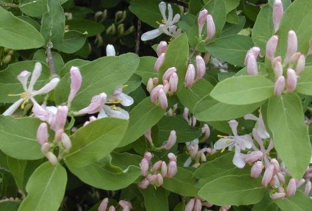Lonicera Species, Morrows Honeysuckle