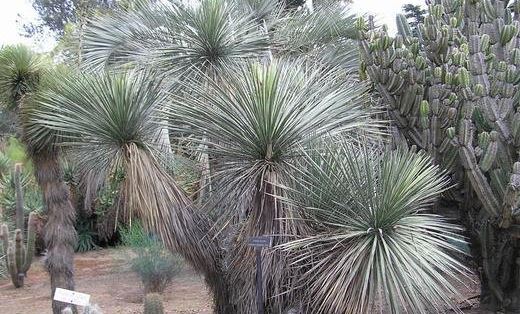 Yucca Species, Soaptree Yucca, Soapweed