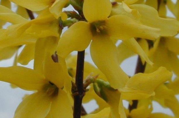 Forsythia, Border Forsythia Lynwood Gold