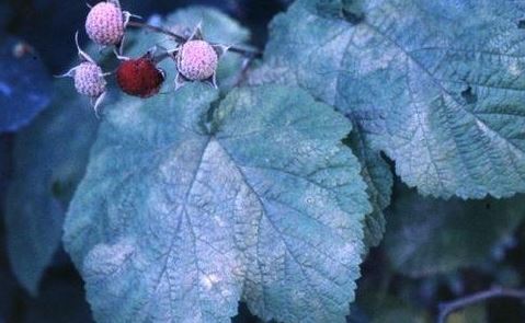 Thimbleberry, Brambles