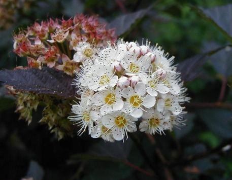 Physocarpus Species, Atlantic Ninebark, Common Ninebark, Eastern Ninebark