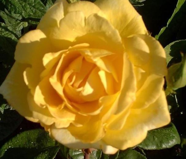 Hybrid Tea Rose Golden Masterpiece