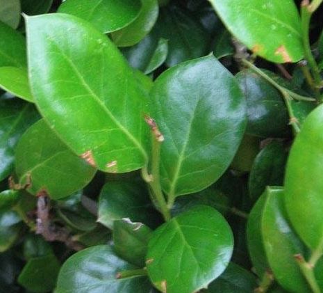Ilex, Chinese Holly, Horned Holly Burfordii