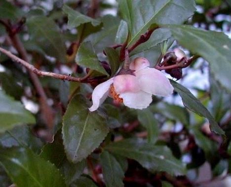 Tea Plant Rosea
