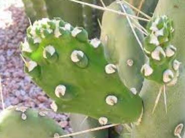 Opuntia Species, Prickly Pear Cactus, Quimilo