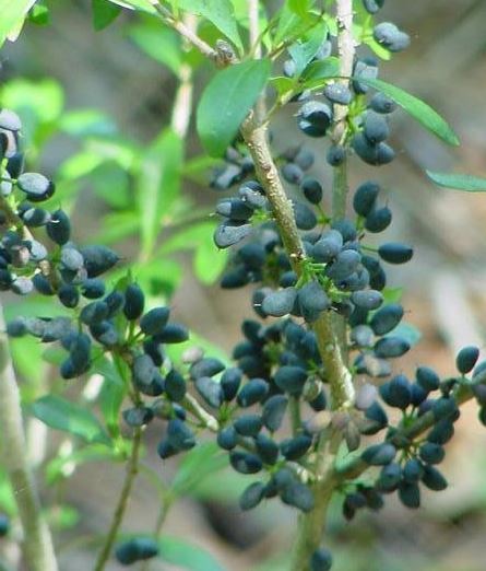 Florida Privet, Florida Swamp Privet