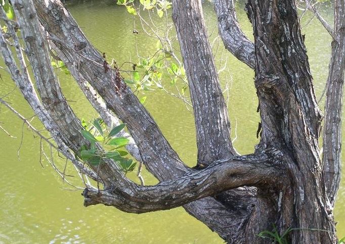 Conocarpus Species, Button-Tree, Button Mangrove, Green Buttonwood, Silver Buttonwood
