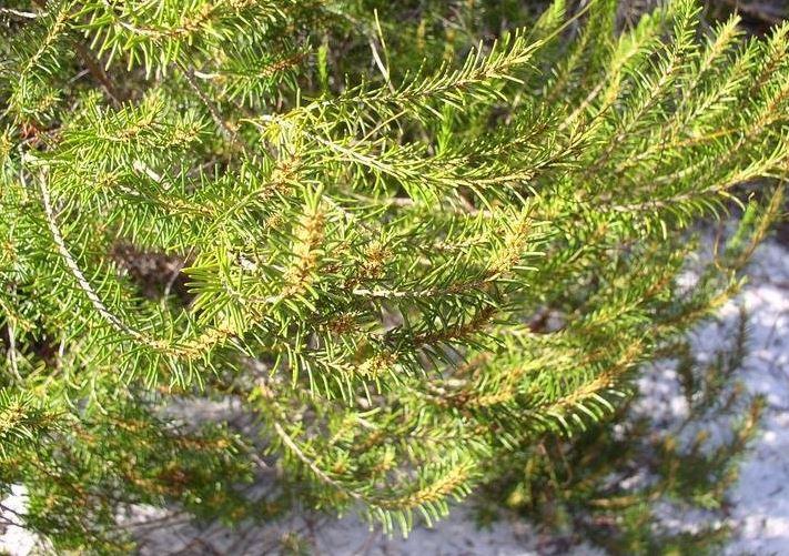 Florida Rosemary